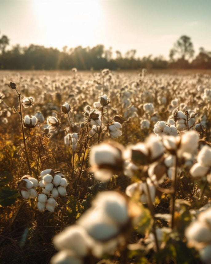 Empulse Organic Cotton Collection