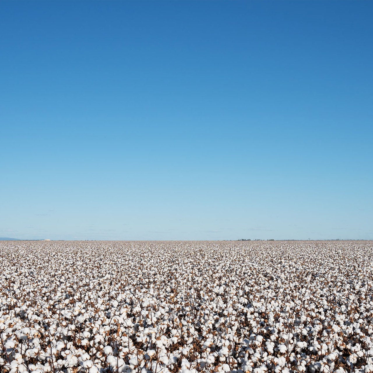 Organic Cotton vs Conventional Cotton: What Is the Actual Difference?