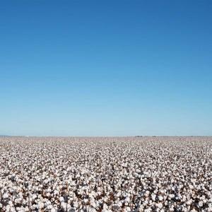 Organic Cotton vs Conventional Cotton: What Is the Actual Difference?